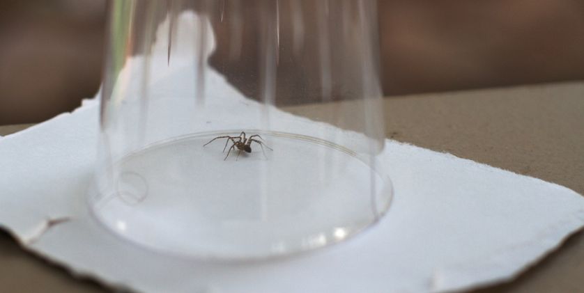 11 façons simples de tuer une araignée, cette petite bestiole qu'on déteste tous Quotes   